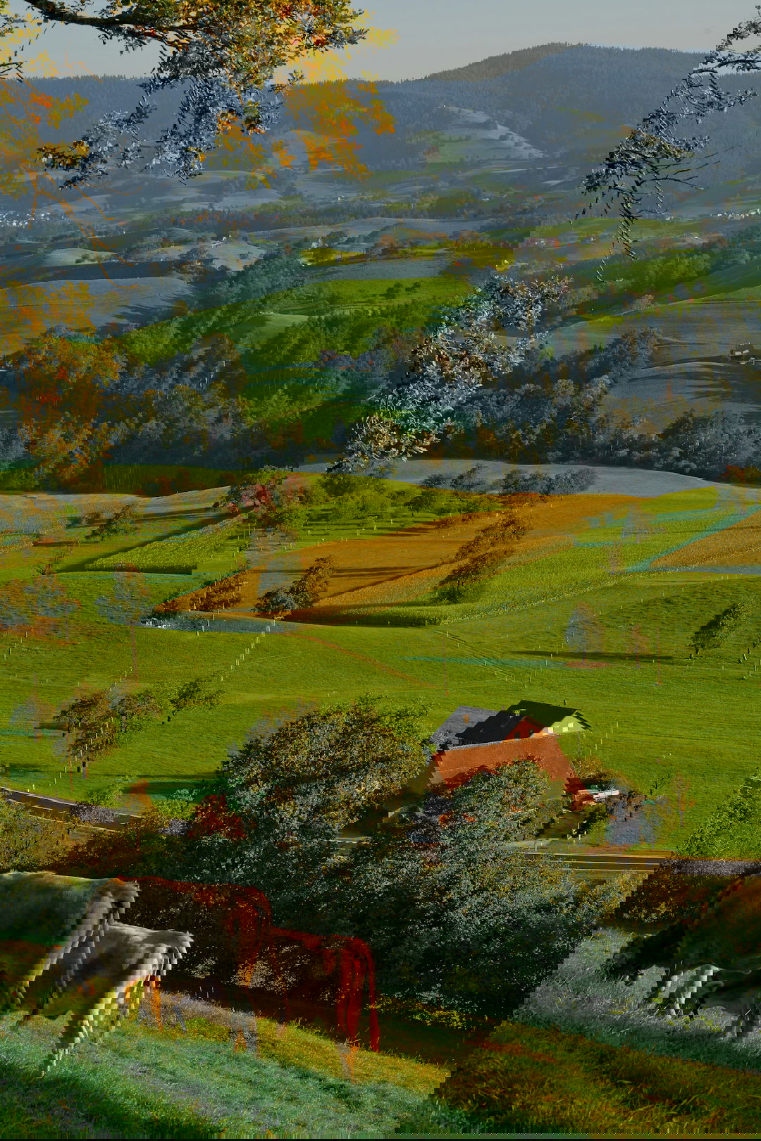 two brown cattle on grass field